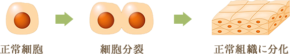 正常細胞の分化