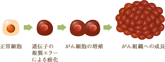 正常細胞の分化